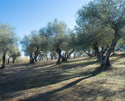 cosecha de aceite