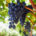 How Moldovan grapes are competing with global giants?