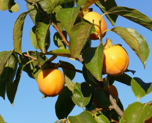 frutales y frutos de cáscara