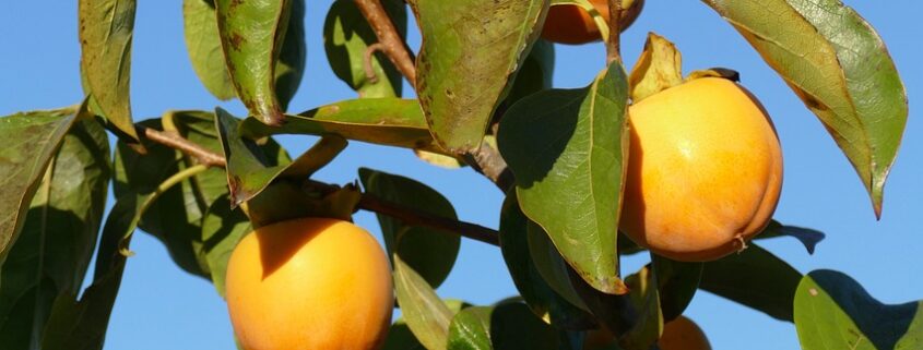 frutales y frutos de cáscara