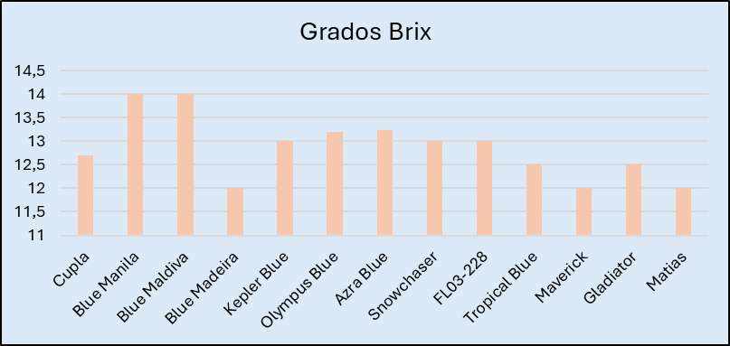 variedades de arándanos