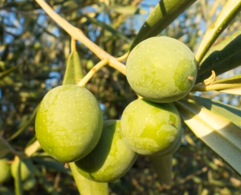 ACEITUNA