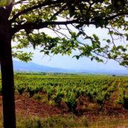 plantación de viñedo