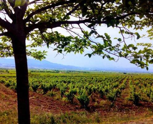 plantación de viñedo