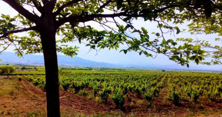 plantación de viñedo