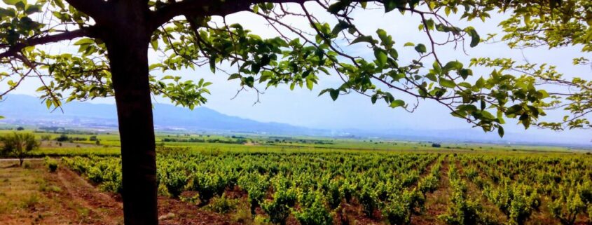 plantación de viñedo