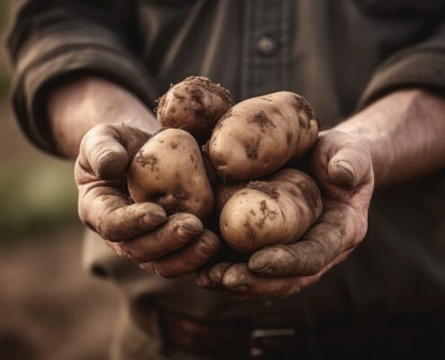 patatas de Egipto