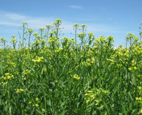 Camelina