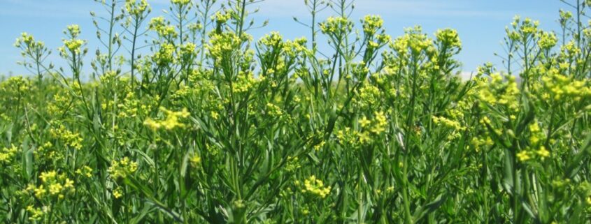 Camelina