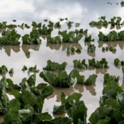 seguros agrarios