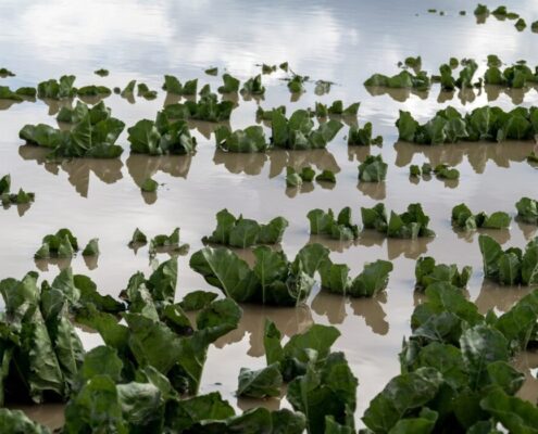 seguros agrarios