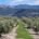 Los olivares de la Sierra de Cazorla empiezan a despertar de la parada invernal