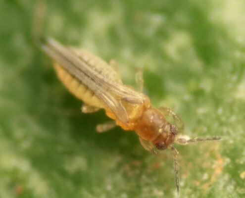 Scirtothrips aurantii