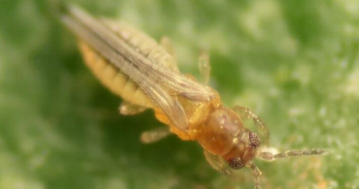 Scirtothrips aurantii