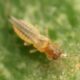 Scirtothrips aurantii