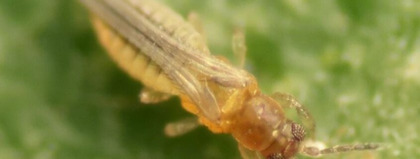 Scirtothrips aurantii