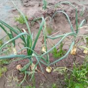 las cebollas