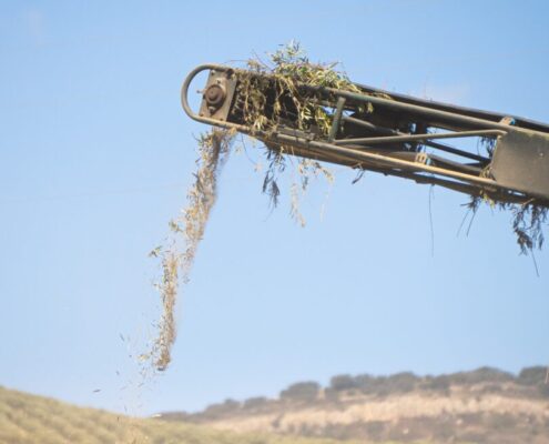 la hoja de olivo