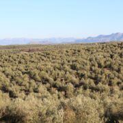 Olivo