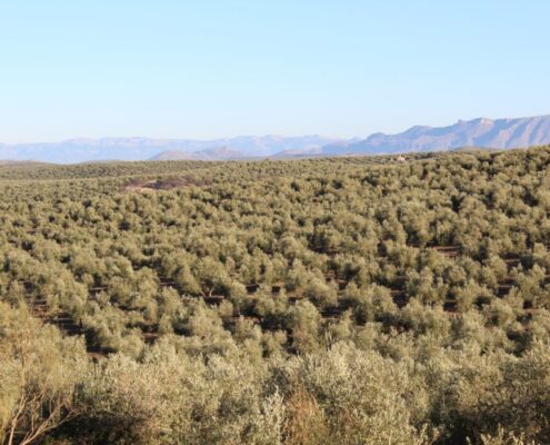 Olivo