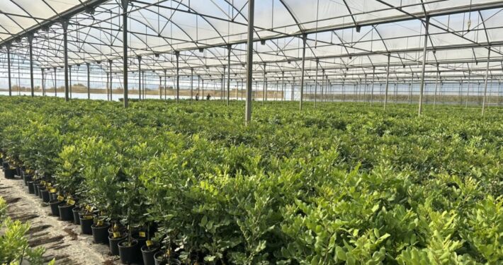 https://www.plataformatierra.es/formacion/xii-jornada-tecnica-ei-g-fomento-y-mejora-del-cultivo-del-algarrobo