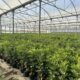 https://www.plataformatierra.es/formacion/xii-jornada-tecnica-ei-g-fomento-y-mejora-del-cultivo-del-algarrobo