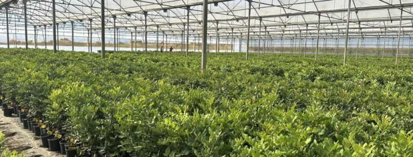 https://www.plataformatierra.es/formacion/xii-jornada-tecnica-ei-g-fomento-y-mejora-del-cultivo-del-algarrobo