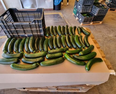 crisis para el calabacín verde