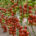 Sakata Seed Ibérica debuta en tomate rama con ‘Aguilar’