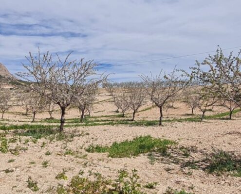 ALMENDRA ALMERIENSE