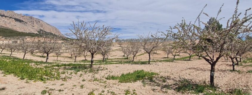 ALMENDRA ALMERIENSE