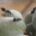 Comunitat Valenciana afectada gravemente por la avispilla del almendro