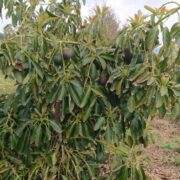aguacate