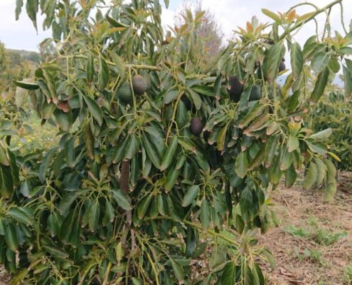 aguacate