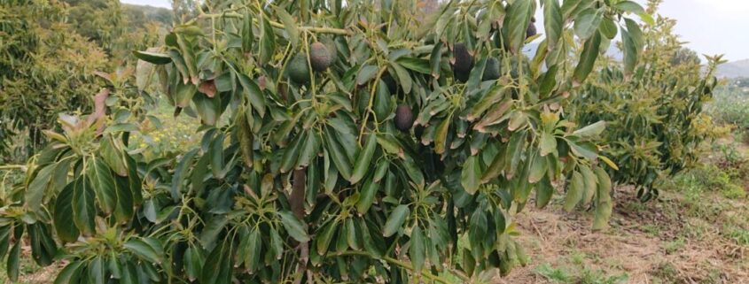 aguacate