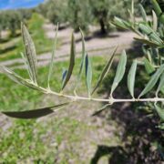 CAZORLA