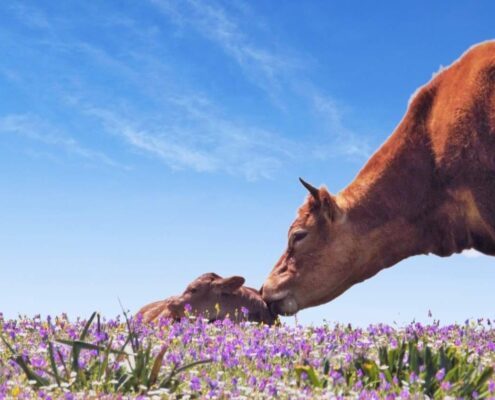 de vacas
