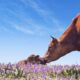 de vacas
