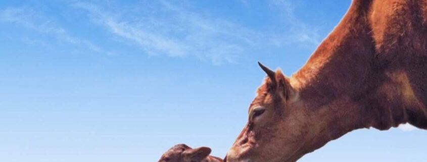 de vacas