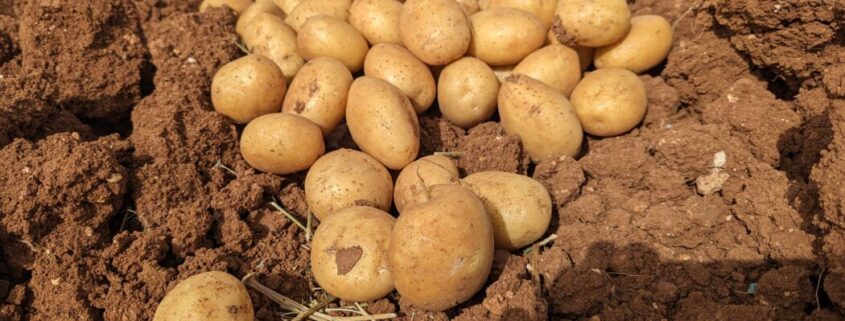 de patata