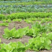producción ecológica