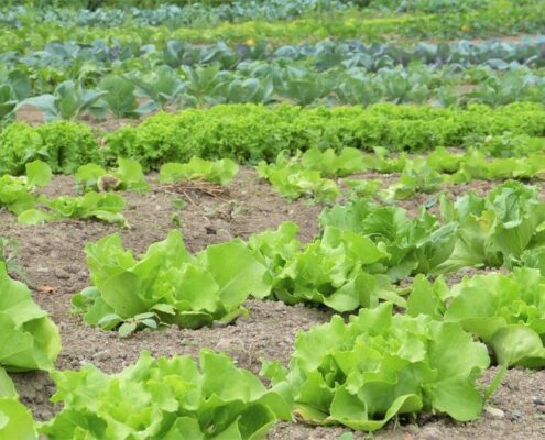 producción ecológica