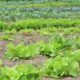 producción ecológica