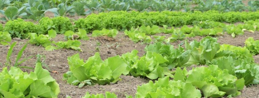 producción ecológica