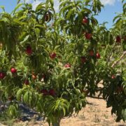 fruta de hueso