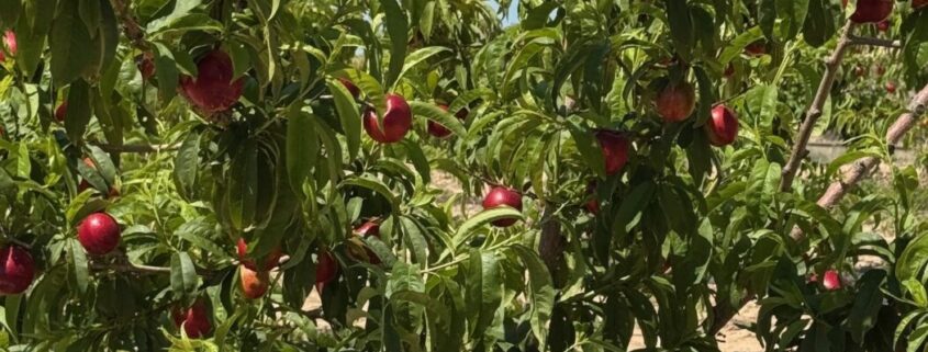 fruta de hueso