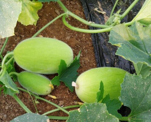 melón temprano