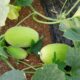 melón temprano