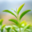 #PlantHealth4Life: Europa refuerza la sanidad vegetal