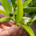 12.000 hectáreas de cultivo dañadas y pérdidas de 7,6 millones de euros por el granizo